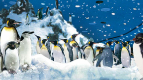 Pinguine im Loro Parque